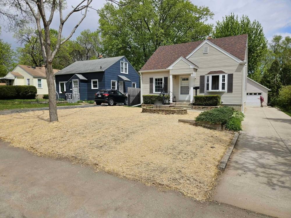 Front yard freshly seeded and covered with straw to hold the seed and moisture